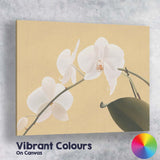 White Phalaenopsis Orchid On Warm Beige Background Botanical Canvas Wall Art Print Decor Picture Ready to Hang
