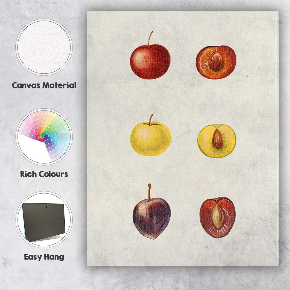 Botanical Plum Fruit Study Watercolour Illustration Canvas Wall Art Print Decor Picture Ready to Hang