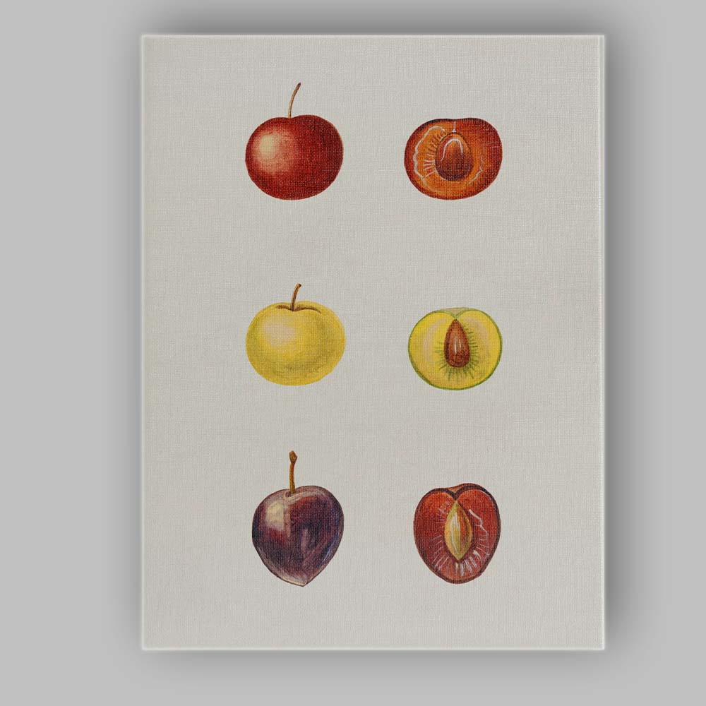 Botanical Plum Fruit Study Watercolour Illustration Canvas Wall Art Print Decor Picture Ready to Hang