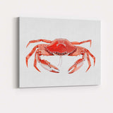 Detailed Red Brown Edible Crab Marine Wildlife Illustration Canvas Wall Art Print Decor Picture Ready to Hang