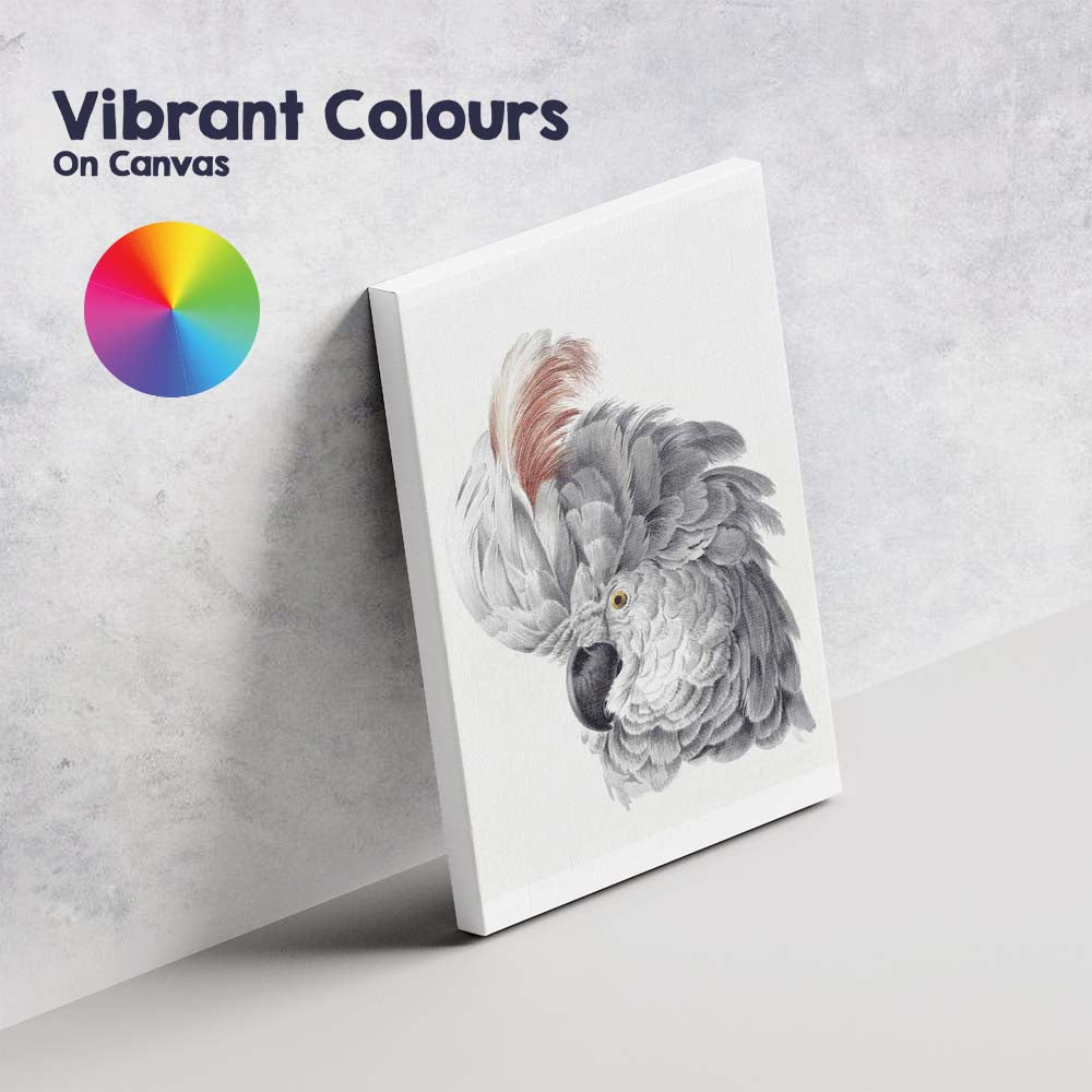 Elegant Grey Cockatoo Portrait Watercolour Bird Illustration Canvas Wall Art Print Decor Picture Ready to Hang