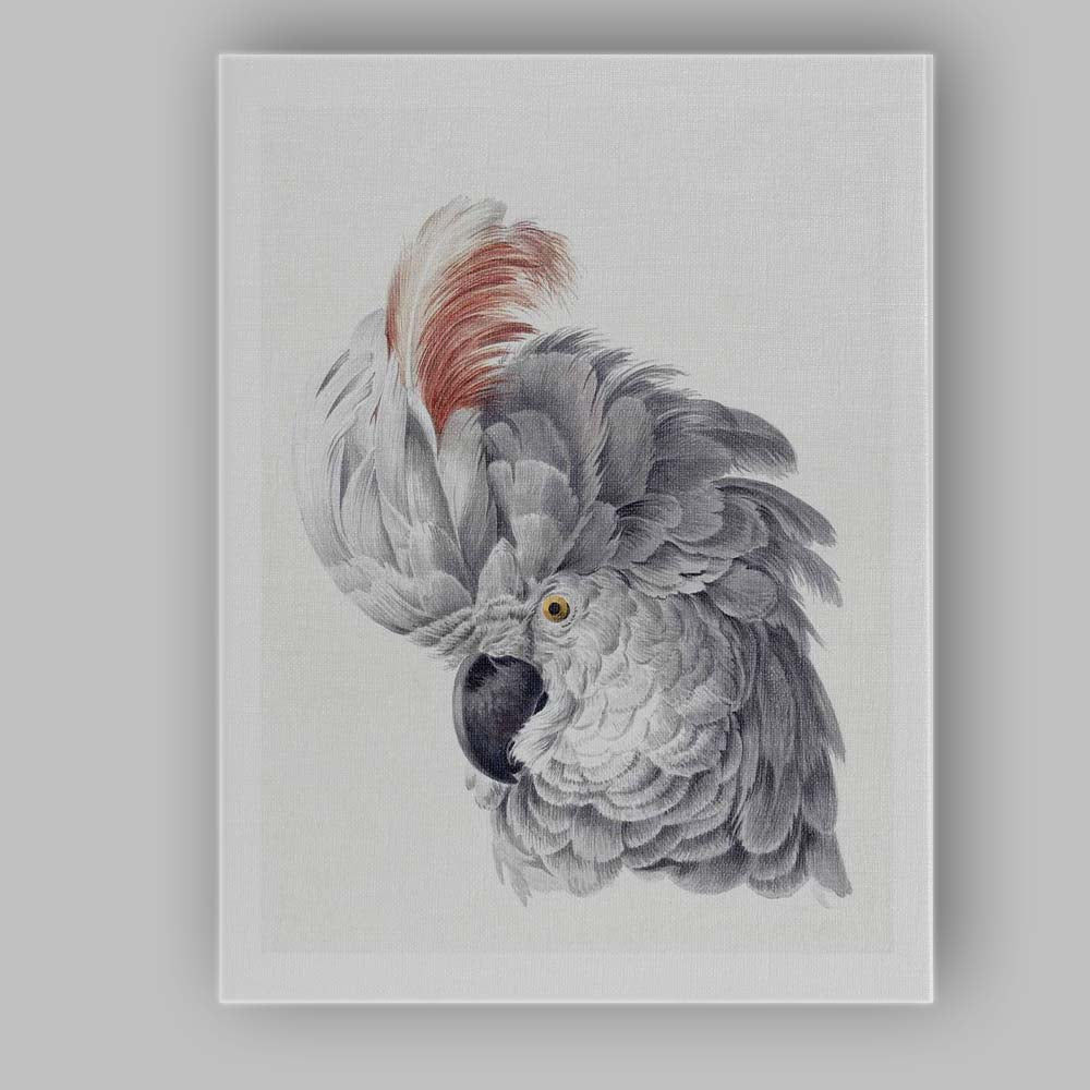 Elegant Grey Cockatoo Portrait Watercolour Bird Illustration Canvas Wall Art Print Decor Picture Ready to Hang
