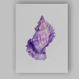 Elegant Purple Watercolour Conch Shell Coastal Illustration Canvas Wall Art Print Decor Picture Ready to Hang