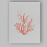 Pink Watercolour Coral Reef Coastal Botanical Canvas Wall Art Print Decor Picture Ready to Hang