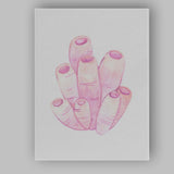 Pastel Pink Watercolour Sea Sponge Coral Marine Illustration Canvas Wall Art Print Decor Picture Ready to Hang