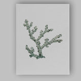 Soft Sage Branching Coral Watercolour Marine Illustration Canvas Wall Art Print Decor Picture Ready to Hang