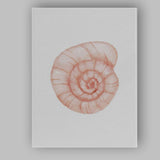 Blush Spiral Nautilus Seashell Watercolour Coastal Illustration Canvas Wall Art Print Decor Picture Ready to Hang
