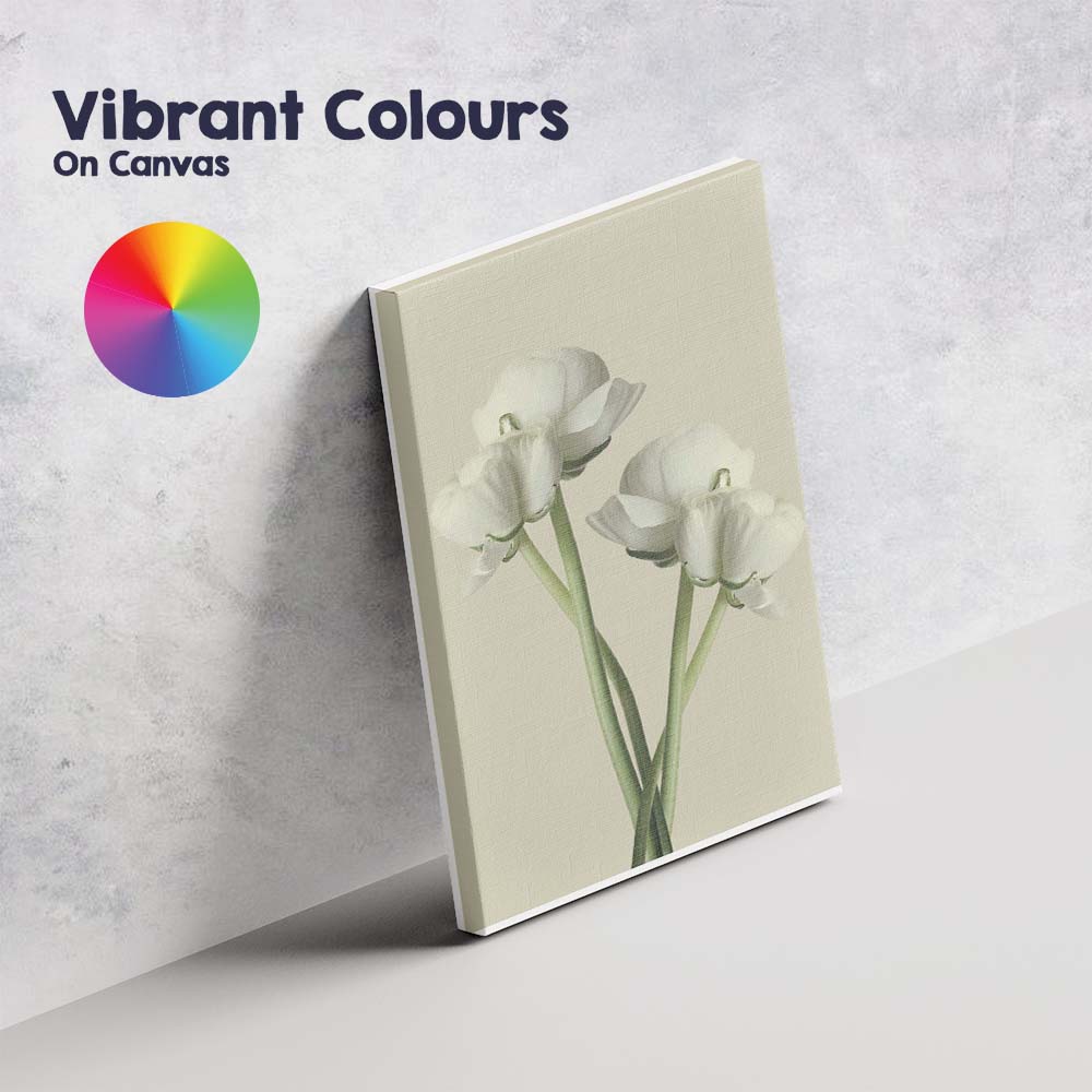 Soft White Ranunculus Floral Minimalist Botanical Still Life Canvas Wall Art Print Decor Picture Ready to Hang