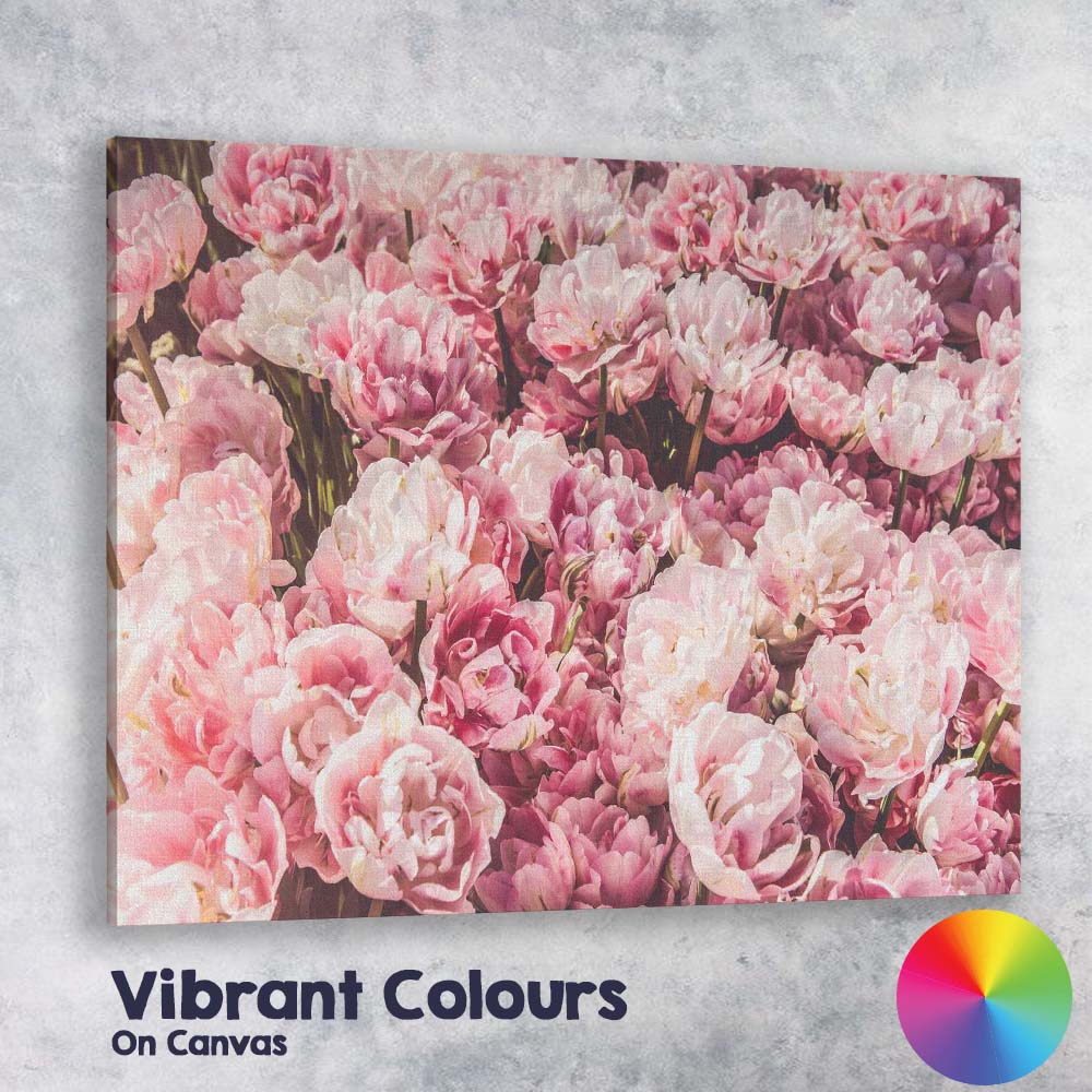 Soft Pink Double Tulip Flower Field Photography Canvas Wall Art Print Decor Picture Ready to Hang