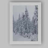 Snow Covered Evergreen Winter Forest Photography Canvas Wall Art Print Decor Picture Ready to Hang
