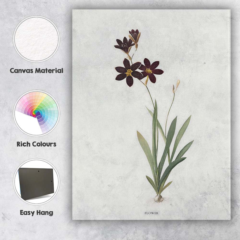 Dark Chocolate Cosmos Botanical Illustration Floral Canvas Wall Art Print Decor Picture Ready to Hang