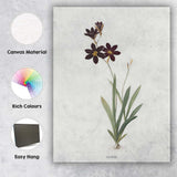 Dark Chocolate Cosmos Botanical Illustration Floral Canvas Wall Art Print Decor Picture Ready to Hang