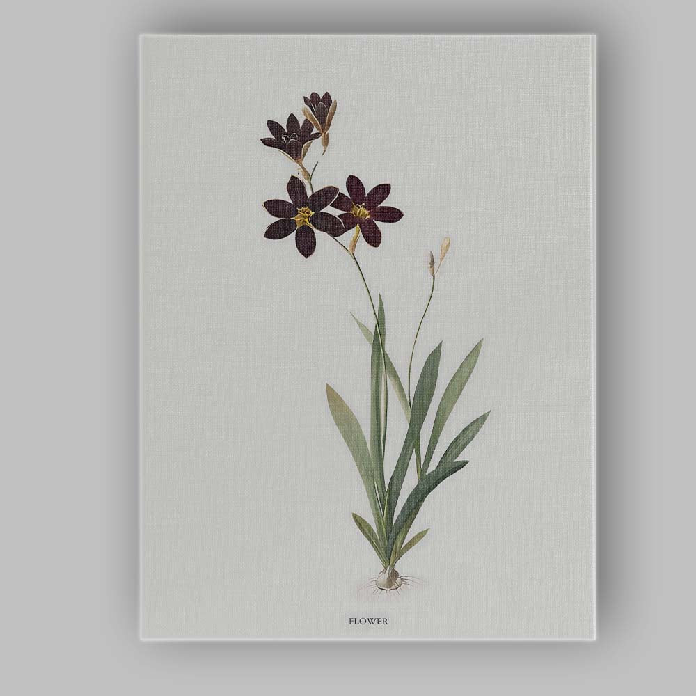 Dark Chocolate Cosmos Botanical Illustration Floral Canvas Wall Art Print Decor Picture Ready to Hang