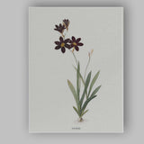 Dark Chocolate Cosmos Botanical Illustration Floral Canvas Wall Art Print Decor Picture Ready to Hang