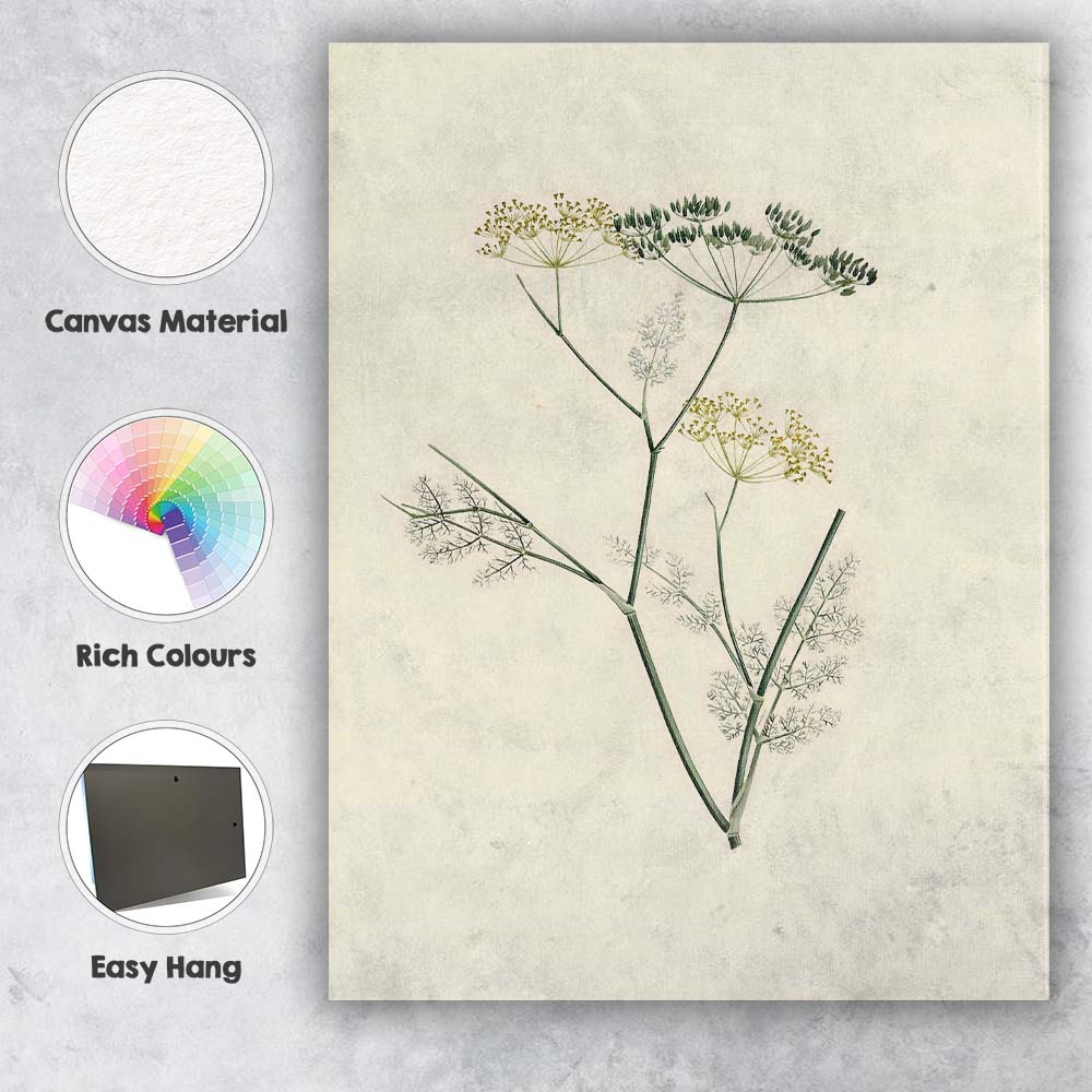Minimal Botanical Wild Fennel Herb Illustration Canvas Wall Art Print Decor Picture Ready to Hang