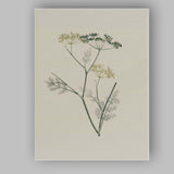 Minimal Botanical Wild Fennel Herb Illustration Canvas Wall Art Print Decor Picture Ready to Hang