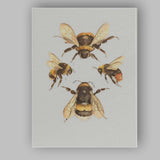 Watercolour Bumble Bee Study Natural History Wildlife Illustration Canvas Wall Art Print Decor Picture Ready to Hang