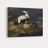 Realistic Eider Duck Pair Coastal Wildlife Painting Canvas Wall Art Print Decor Picture Ready to Hang