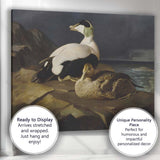 Realistic Eider Duck Pair Coastal Wildlife Painting Canvas Wall Art Print Decor Picture Ready to Hang