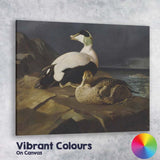 Realistic Eider Duck Pair Coastal Wildlife Painting Canvas Wall Art Print Decor Picture Ready to Hang