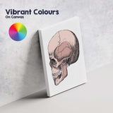 Pink Anatomical Skull Illustration Canvas Wall Art Print Decor Picture Ready to Hang