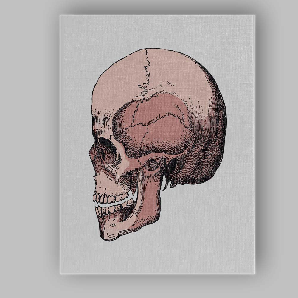 Pink Anatomical Skull Illustration Canvas Wall Art Print Decor Picture Ready to Hang