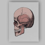 Pink Anatomical Skull Illustration Canvas Wall Art Print Decor Picture Ready to Hang