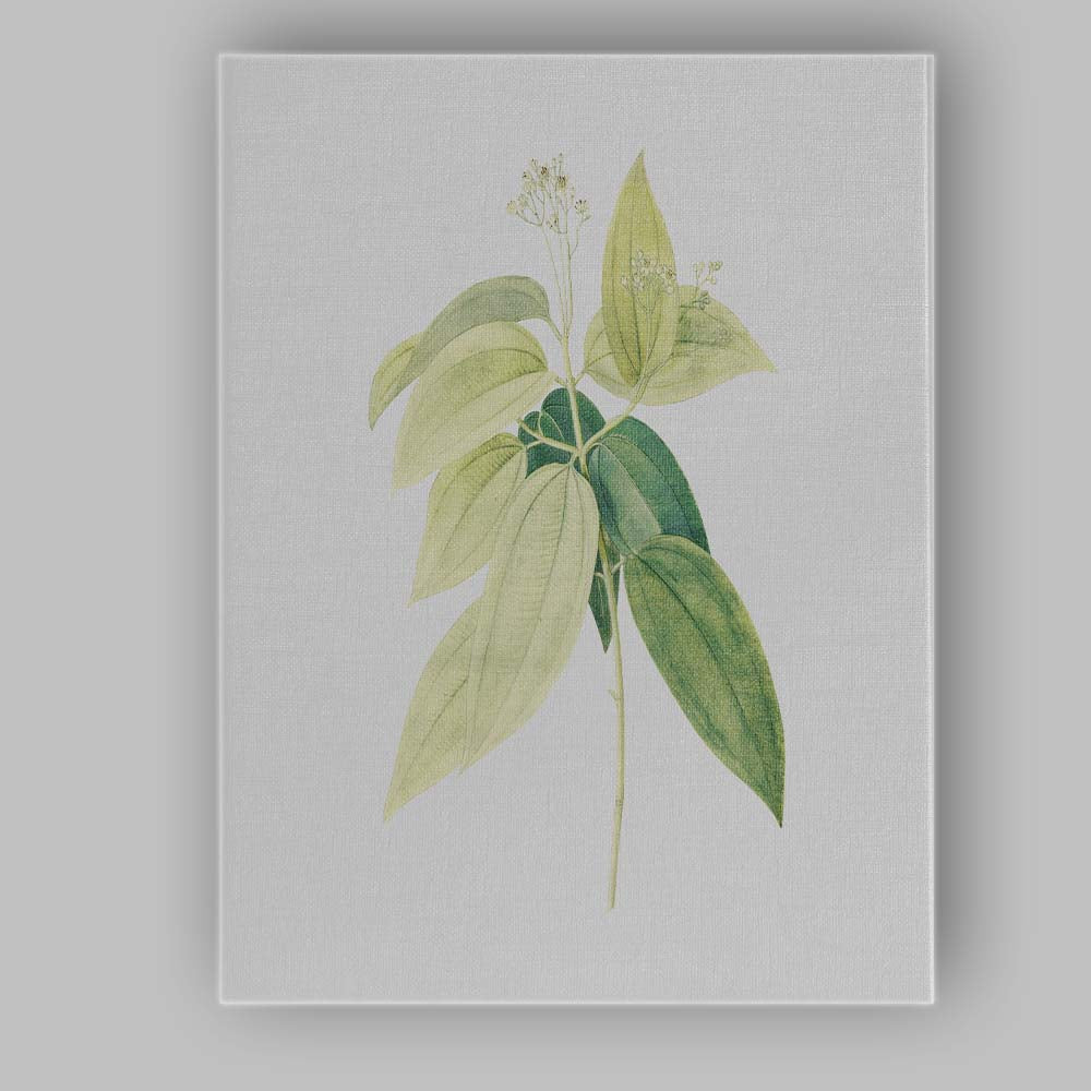 Green Botanical Leaf Study Illustration Canvas Wall Art Print Decor Picture Ready to Hang