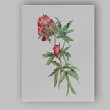 Red Peony Botanical Flower Study Canvas Wall Art Print Decor Picture Ready to Hang