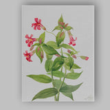 Pink Bellflower Botanical Watercolour Illustration Canvas Wall Art Print Decor Picture Ready to Hang