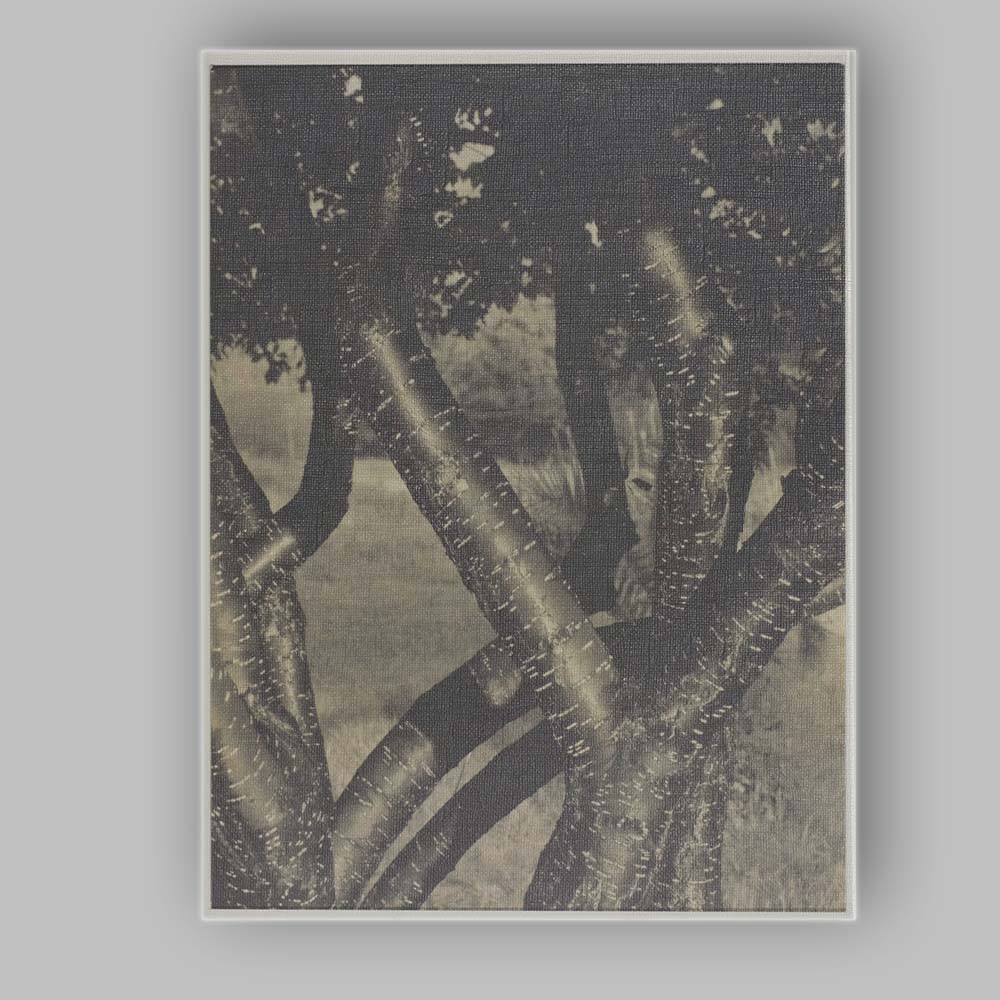 Monochrome Tree Trunks Botanical Nature Photography Canvas Wall Art Print Decor Picture Ready to Hang
