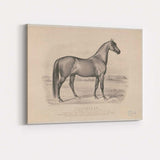 Volunteer Champion Trotting Horse Equestrian Portrait Antique Engraving Canvas Wall Art Print Decor Picture Ready to Hang