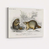 Woodland Raccoon Pair Natural History Wildlife Illustration Canvas Wall Art Print Decor Picture Ready to Hang