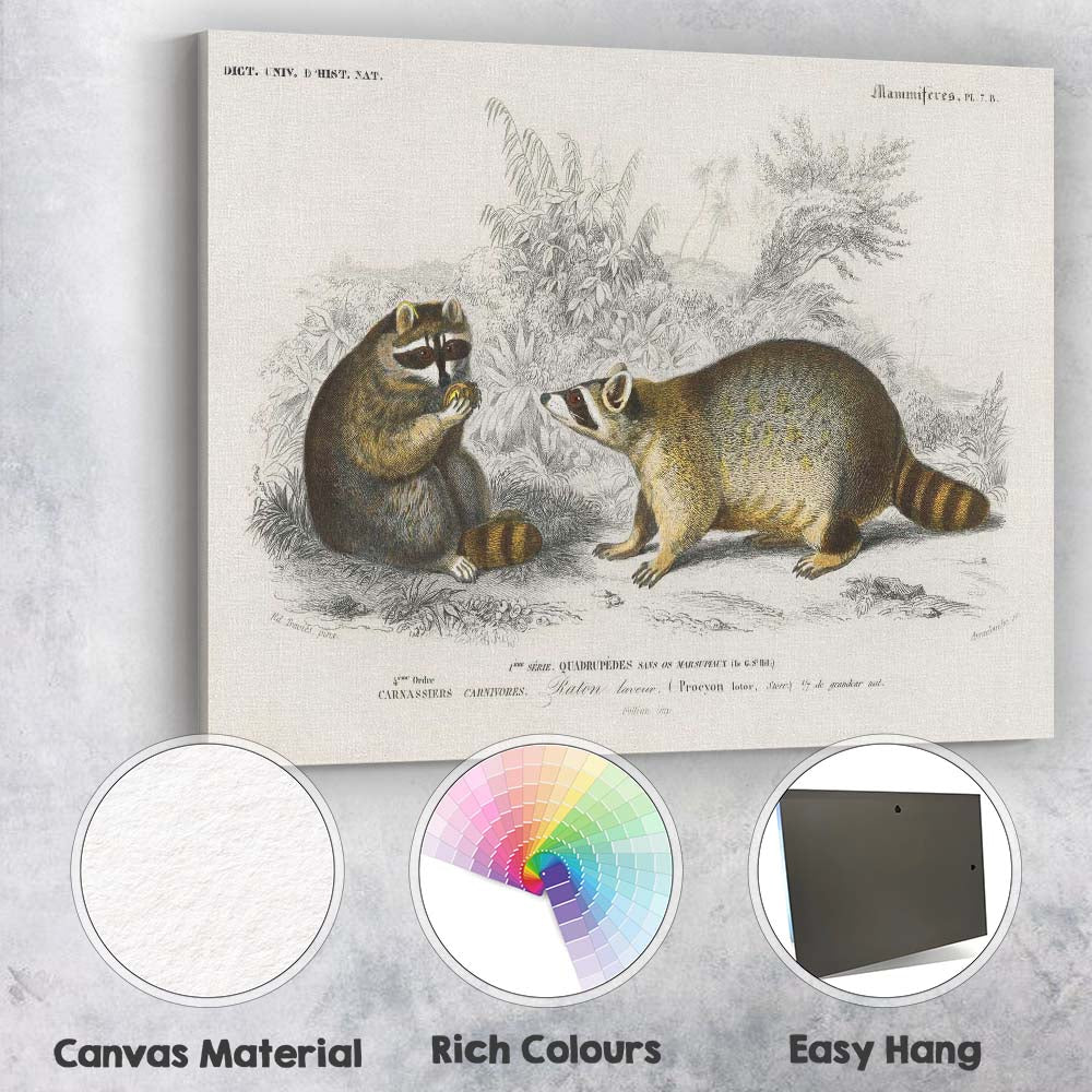 Woodland Raccoon Pair Natural History Wildlife Illustration Canvas Wall Art Print Decor Picture Ready to Hang