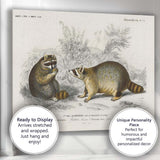 Woodland Raccoon Pair Natural History Wildlife Illustration Canvas Wall Art Print Decor Picture Ready to Hang