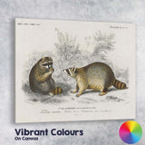 Woodland Raccoon Pair Natural History Wildlife Illustration Canvas Wall Art Print Decor Picture Ready to Hang