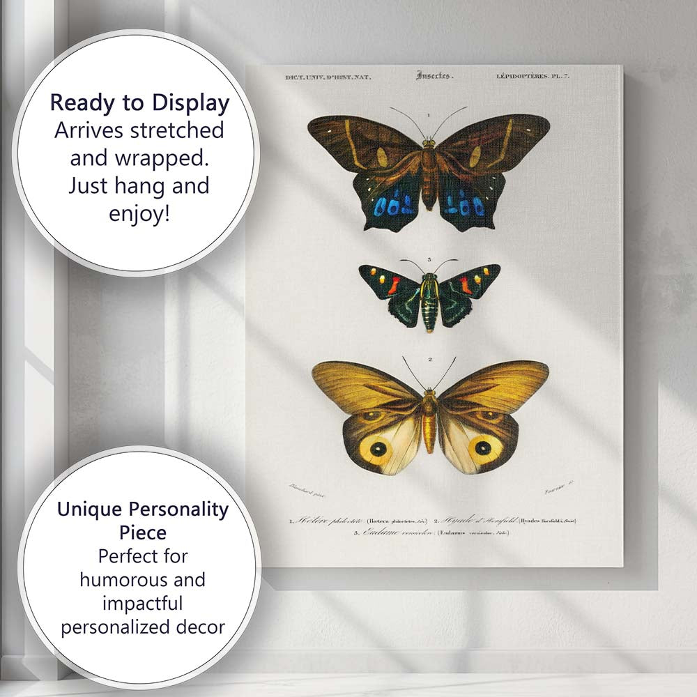 Colourful Exotic Moth Collection Antique Entomology Illustration Canvas Wall Art Print Decor Picture Ready to Hang