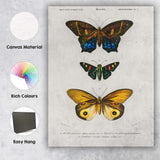 Colourful Exotic Moth Collection Antique Entomology Illustration Canvas Wall Art Print Decor Picture Ready to Hang