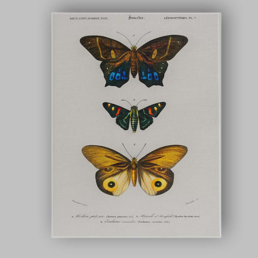 Colourful Exotic Moth Collection Antique Entomology Illustration Canvas Wall Art Print Decor Picture Ready to Hang