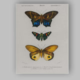 Colourful Exotic Moth Collection Antique Entomology Illustration Canvas Wall Art Print Decor Picture Ready to Hang
