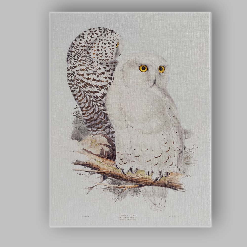Elegant Snowy Owl Pair Wildlife Natural History Illustration Canvas Wall Art Print Decor Picture Ready to Hang