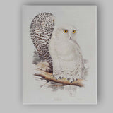 Elegant Snowy Owl Pair Wildlife Natural History Illustration Canvas Wall Art Print Decor Picture Ready to Hang
