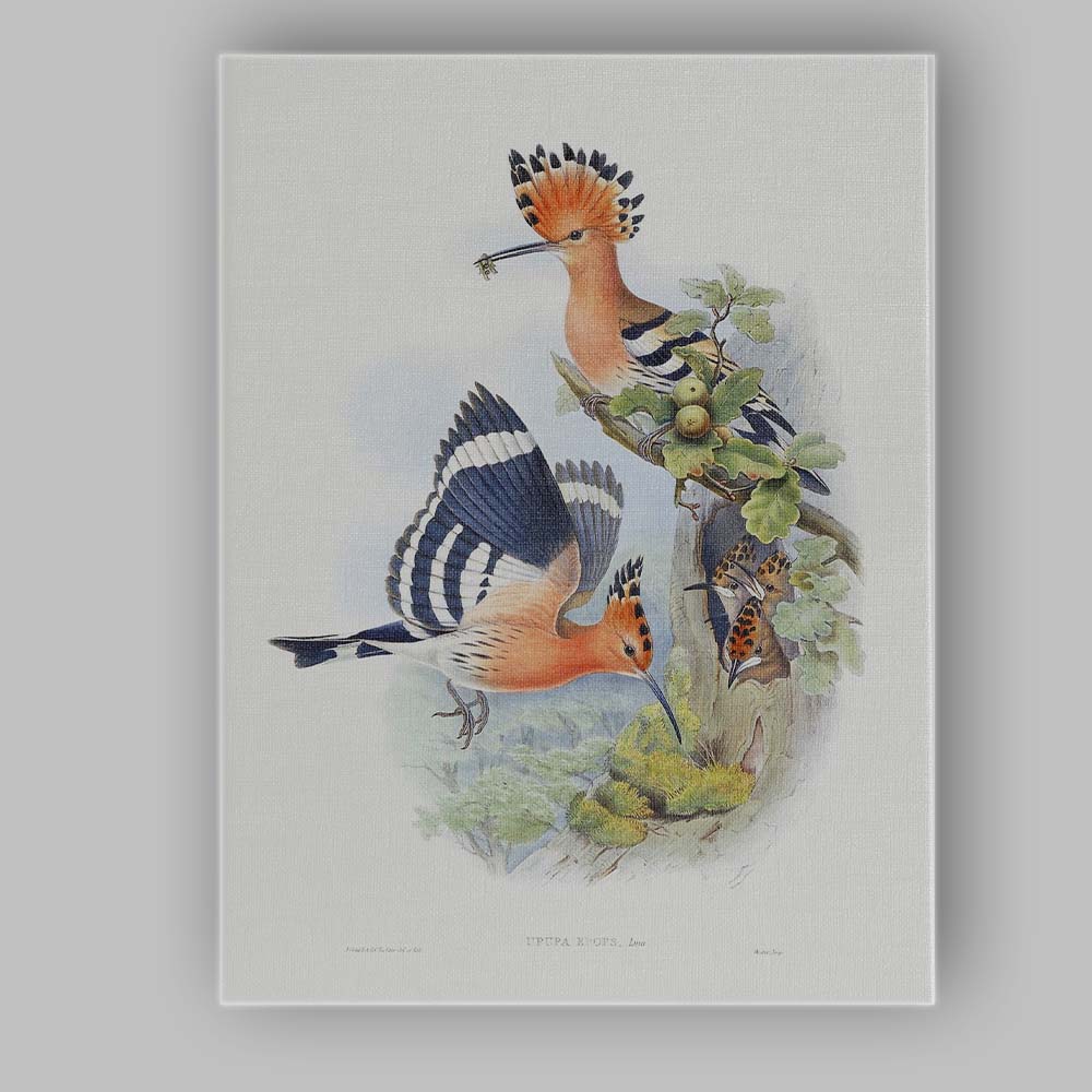 Colourful Hoopoe Bird Family Botanical Wildlife Illustration Canvas Wall Art Print Decor Picture Ready to Hang