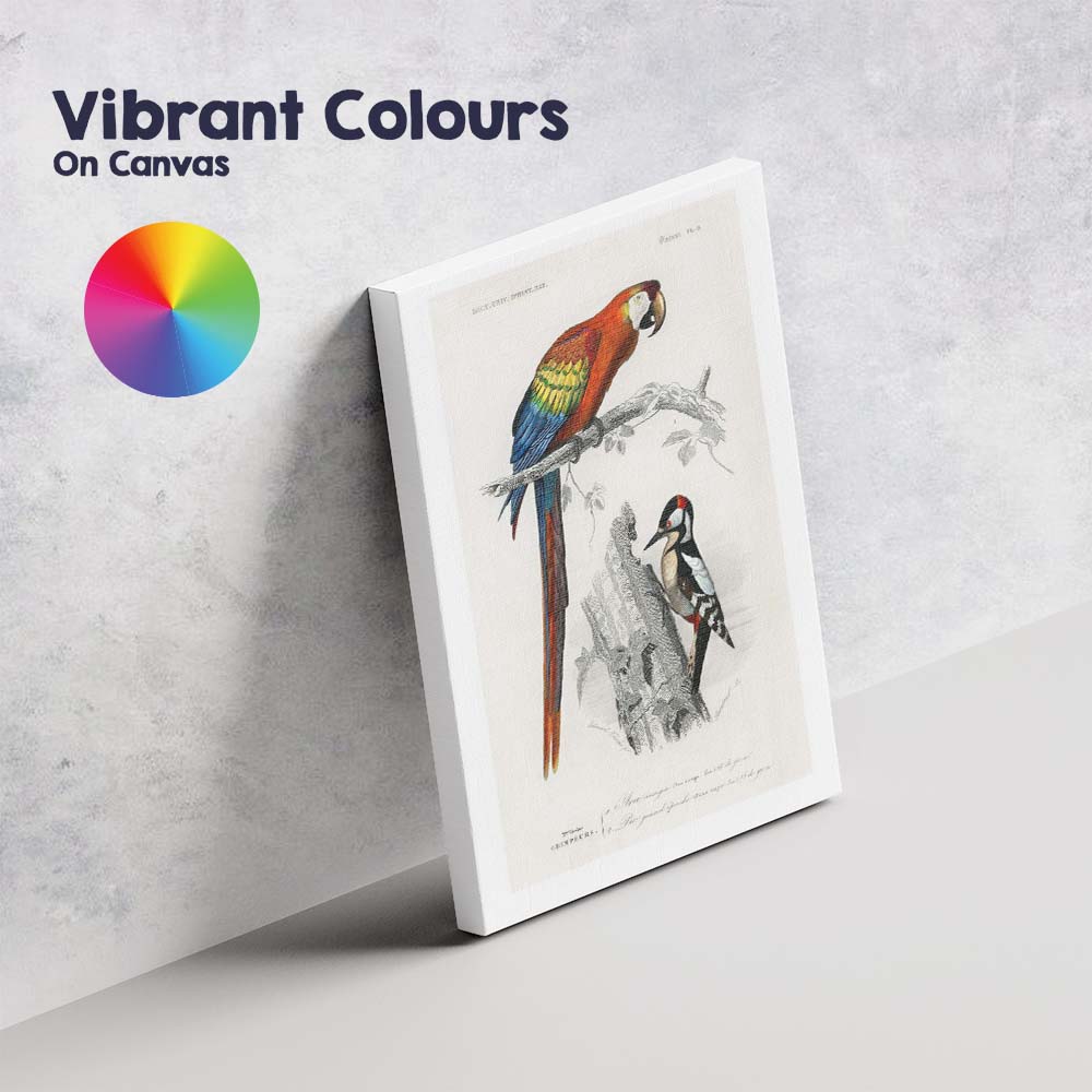 Colourful Scarlet Macaw And Woodpecker Natural History Bird Illustration Canvas Wall Art Print Decor Picture Ready to Hang
