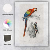 Colourful Scarlet Macaw And Woodpecker Natural History Bird Illustration Canvas Wall Art Print Decor Picture Ready to Hang