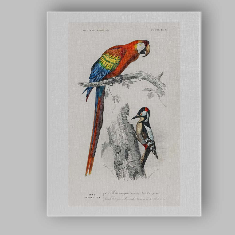 Colourful Scarlet Macaw And Woodpecker Natural History Bird Illustration Canvas Wall Art Print Decor Picture Ready to Hang