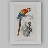 Colourful Scarlet Macaw And Woodpecker Natural History Bird Illustration Canvas Wall Art Print Decor Picture Ready to Hang