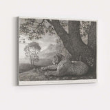 Resting Cheetah Beneath Ancient Tree Monochrome Wildlife Engraving Canvas Wall Art Print Decor Picture Ready to Hang
