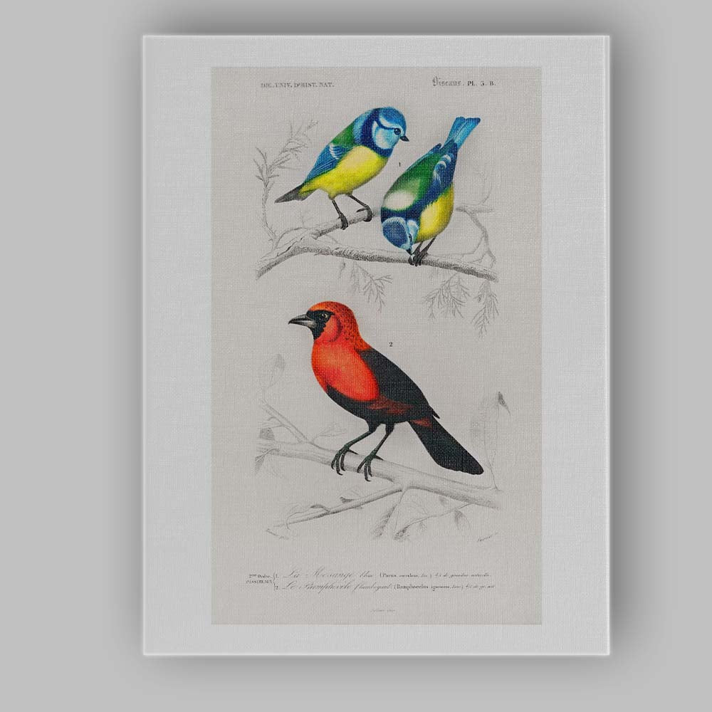 Colourful Blue Tit And Scarlet Bird Natural History Illustration Canvas Wall Art Print Decor Picture Ready to Hang