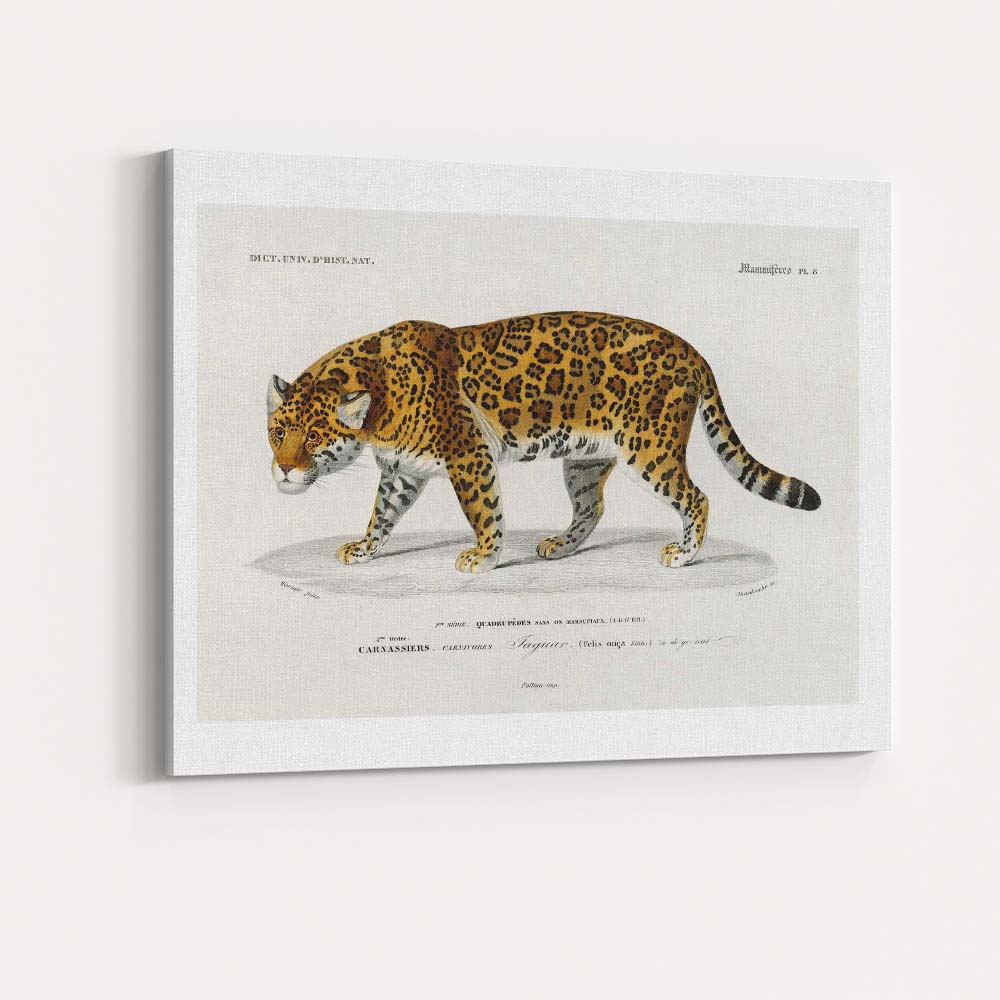 Antique Jaguar Wildlife Illustration Exotic Big Cat Art Canvas Wall Art Print Decor Picture Ready to Hang